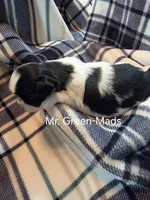 Mr. Green-Mads, a male Shih Tzu for sale in Eldora, IA – 2 of 2