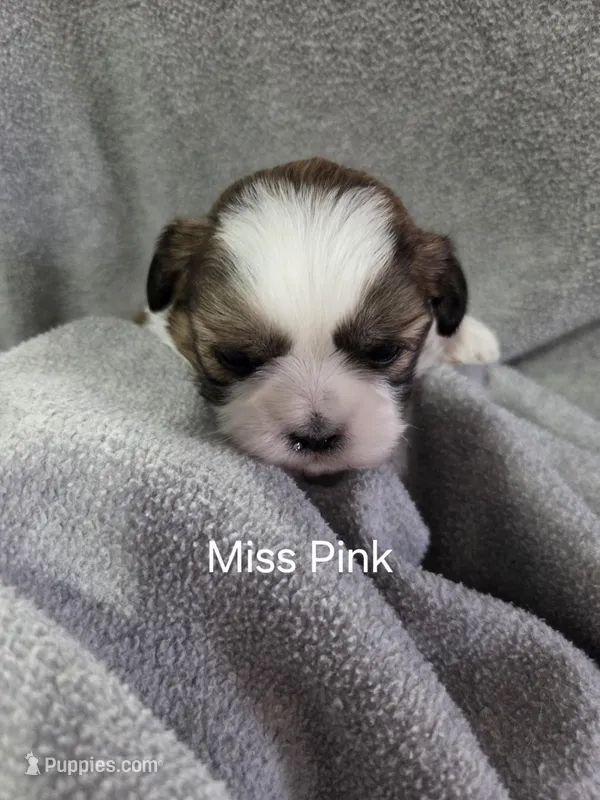 Miss Pink – Shih Tzu puppy for sale in Eldora, IA