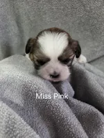 Miss Pink, a female Shih Tzu for sale in Eldora, IA – Photo 1 of 2