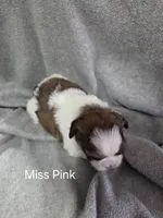 Miss Pink, a female Shih Tzu for sale in Eldora, IA – Photo 2 of 2