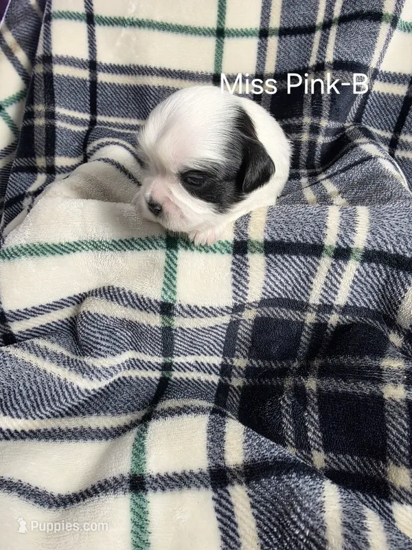 Miss Pink-B – Shih Tzu puppy for sale in Eldora, IA