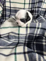 Miss Pink-B, a female Shih Tzu for sale in Eldora, IA – 1 of 2