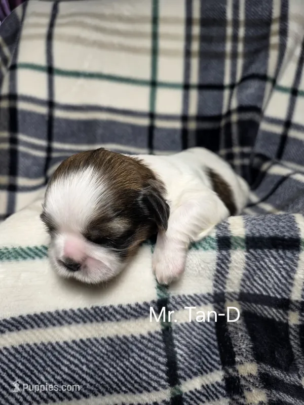 Mr. Tan-D – Shih Tzu puppy for sale in Eldora, IA