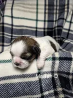 Mr. Tan-D, a male Shih Tzu for sale in Eldora, IA – 1 of 2