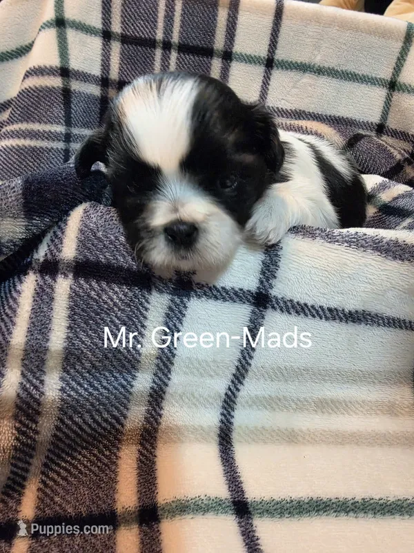 Mr. Green-Mads – Shih Tzu puppy for sale in Eldora, IA
