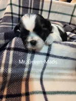 Mr. Green-Mads, a male Shih Tzu for sale in Eldora, IA – 1 of 2