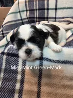 Miss Mint Green-Mads, a female Shih Tzu for sale in Eldora, IA – 2 of 2