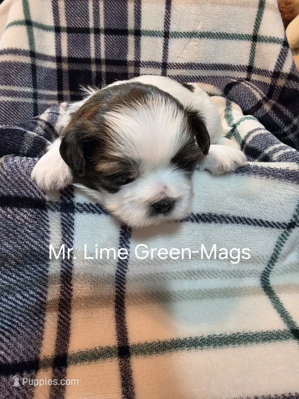 Mr. Lime Green-Mags  – Shih Tzu puppy for sale in Eldora, IA