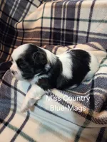Miss Country Blue-Mags, a female Shih Tzu for sale in Eldora, IA – 2 of 2
