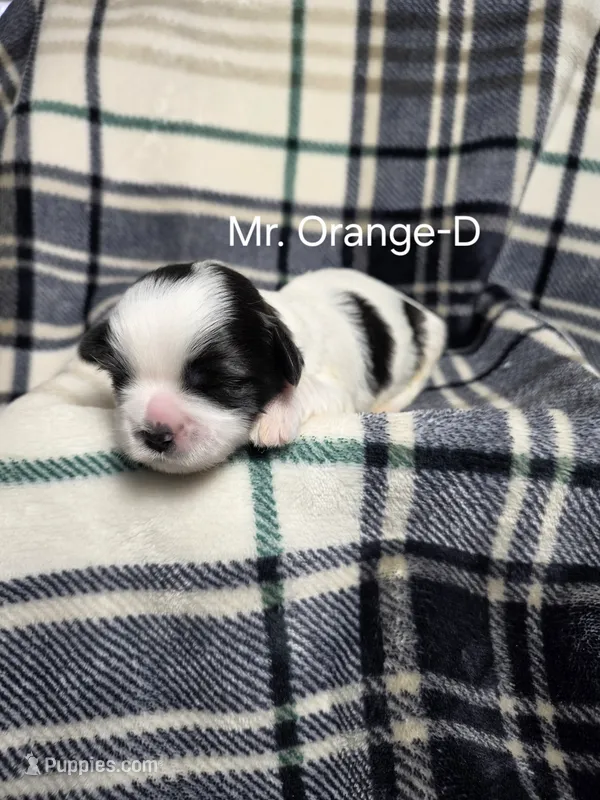 Mr. Orange-D – Shih Tzu puppy for sale in Eldora, IA