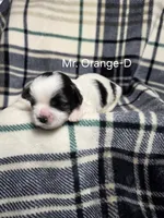 Mr. Orange-D, a male Shih Tzu for sale in Eldora, IA – 1 of 2