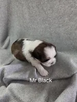 Mr Black, a male Shih Tzu for sale in Eldora, IA – Photo 2 of 2