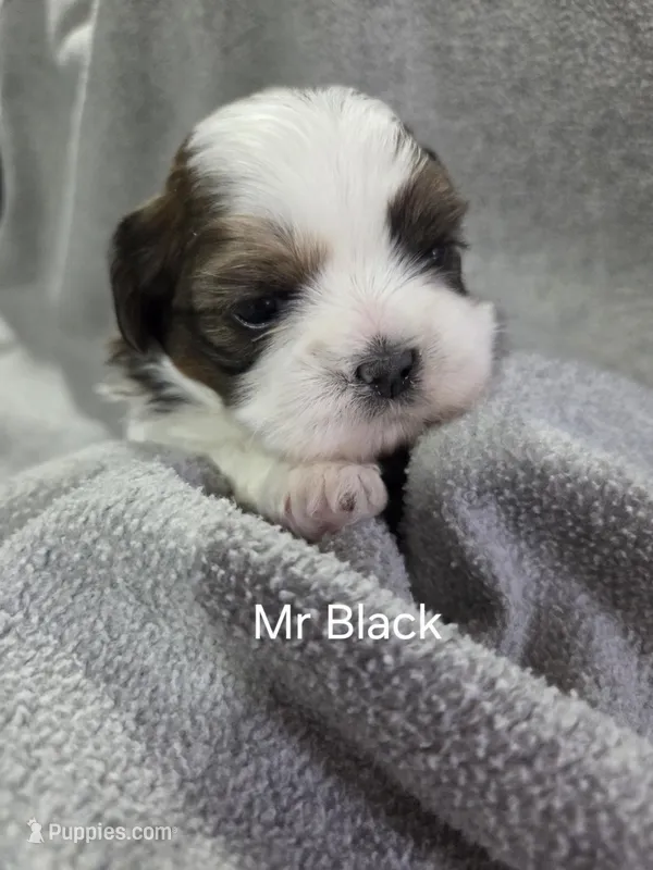 Mr Black – Shih Tzu puppy for sale in Eldora, IA