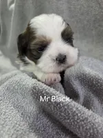 Mr Black, a male Shih Tzu for sale in Eldora, IA – Photo 1 of 2