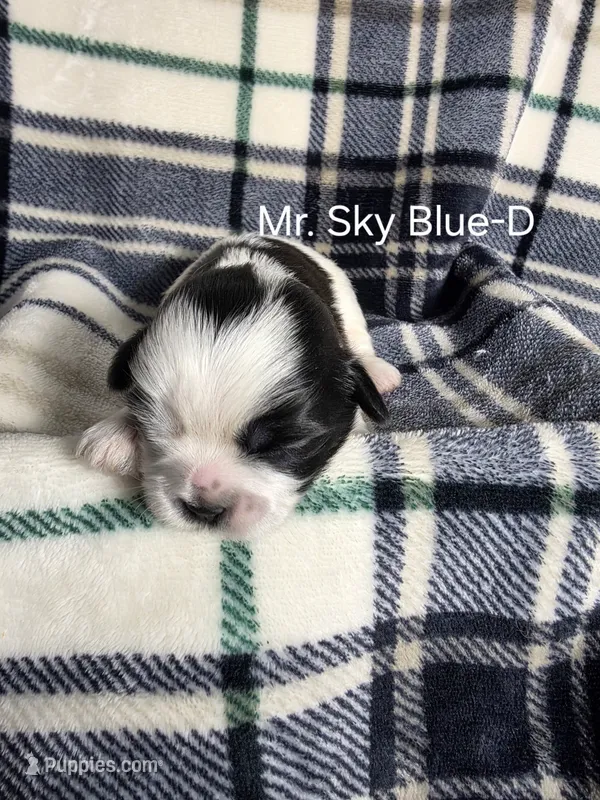 Mr. Sky Blue-D – Shih Tzu puppy for sale in Eldora, IA