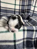 Mr. Sky Blue-D, a male Shih Tzu for sale in Eldora, IA – 1 of 2
