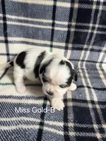 Miss Gold-B, a female Shih Tzu for sale in Eldora, IA – 2 of 2