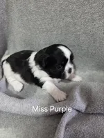 Miss Purple, a female Shih Tzu for sale in Eldora, IA – Photo 2 of 2