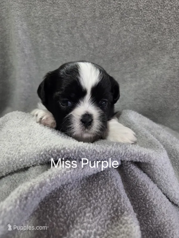 Miss Purple – Shih Tzu puppy for sale in Eldora, IA