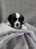 Miss Purple, a female Shih Tzu for sale in Eldora, IA – Photo 1 of 2