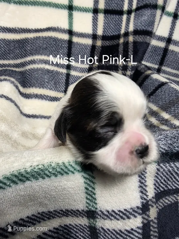 Miss Hot Pink-L – Shih Tzu puppy for sale in Eldora, IA