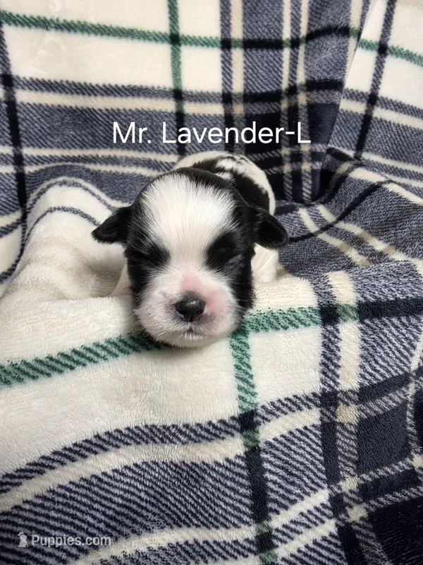 Mr. Lavender-L – Shih Tzu puppy for sale in Eldora, IA