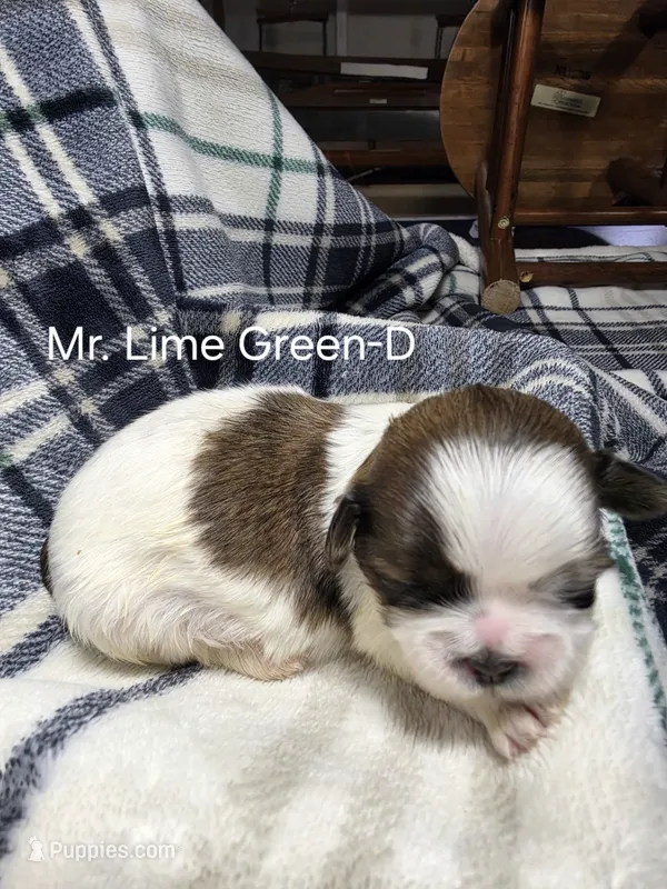 Mr. Lime Green-D – Shih Tzu puppy for sale in Eldora, IA