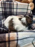 Mr. Lime Green-Mags , a male Shih Tzu for sale in Eldora, IA – 2 of 2