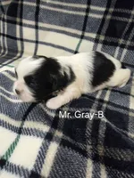Mr. Gray-B, a male Shih Tzu for sale in Eldora, IA – 2 of 2
