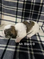 Mr. Black-B, a male Shih Tzu for sale in Eldora, IA – 2 of 2