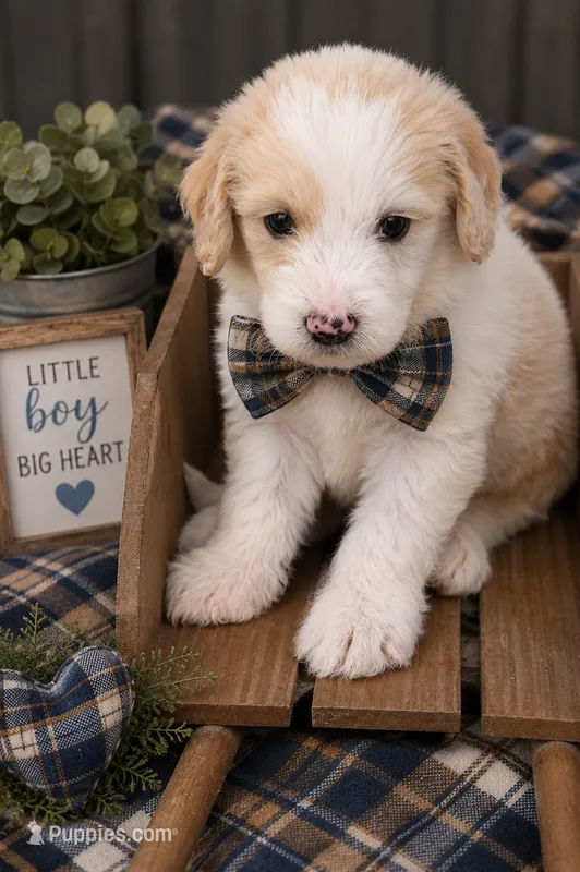 F1b male 3 – Goldendoodle puppy for sale in George West, TX