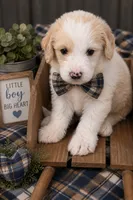 F1b male 3, a male Goldendoodle for sale in George West, TX – 2 of 3