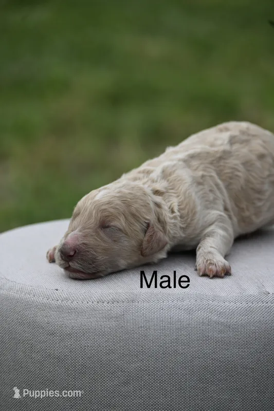 F1b 4 – Goldendoodle puppy for sale in George West, TX
