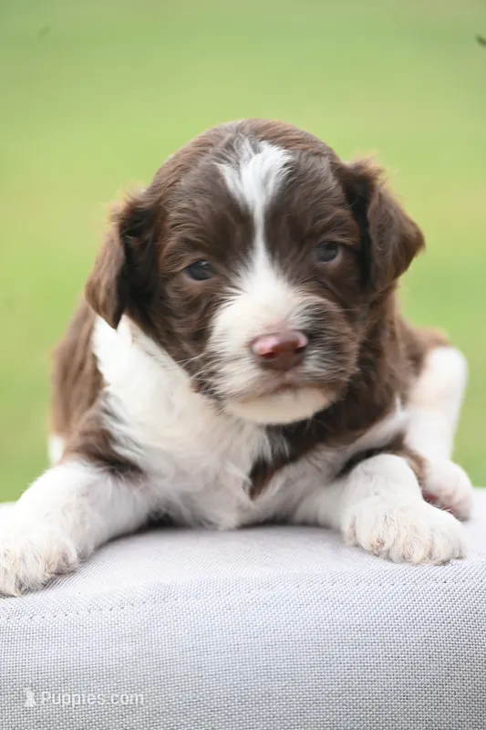 Tri male – Aussiedoodle puppy for sale in George West, TX