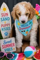 Red and white parti male, a male Poodle - Miniature  and Poodle - Standard  for sale in George West, TX – 1 of 4