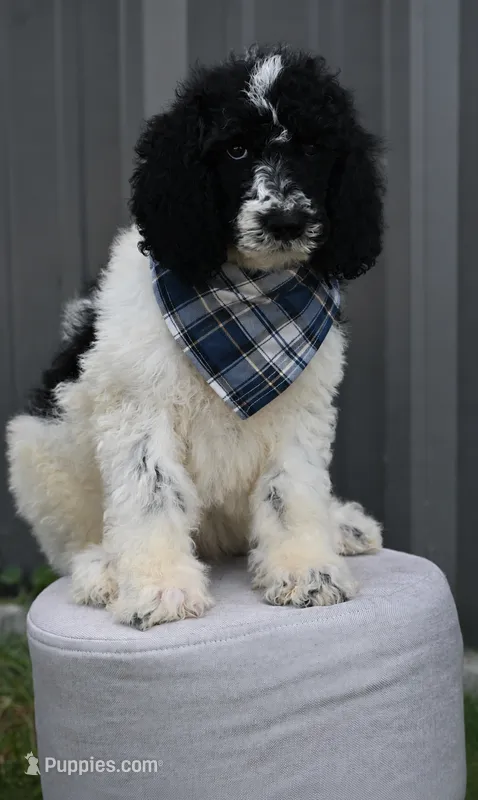 Black white male parti – Poodle - Miniature , Poodle - Standard  puppy for sale in George West, TX