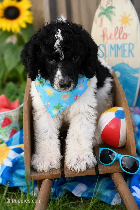 Black white parti male – Poodle - Standard  puppy for sale in George West, TX