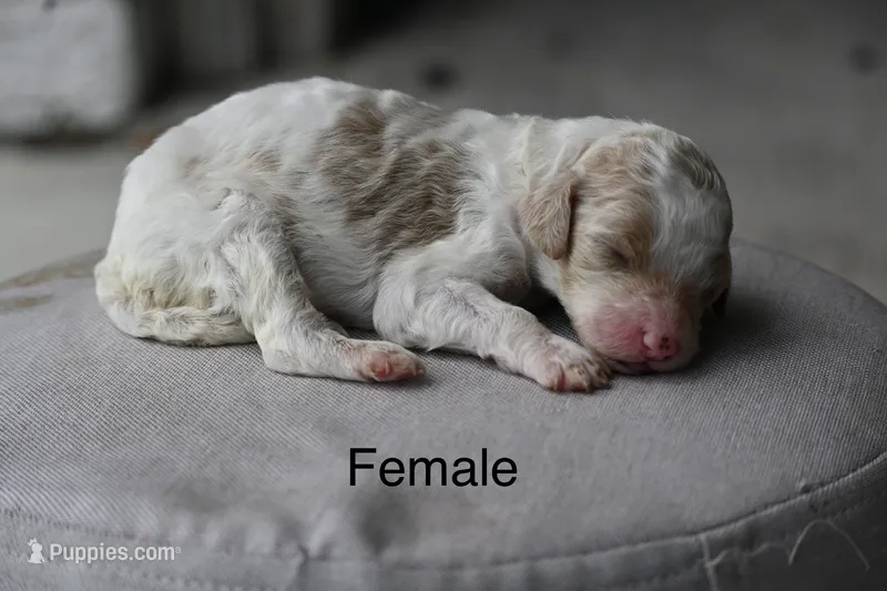 Red and white parti female – Poodle - Standard  puppy for sale in George West, TX