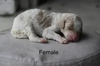 Red and white parti female, a female Poodle - Standard  for sale in George West, TX – 1 of 2