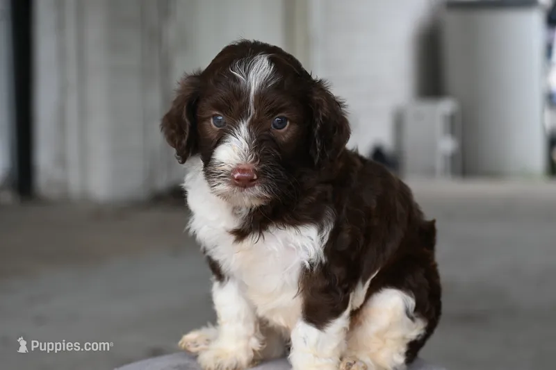 Tri male – Aussiedoodle puppy for sale in George West, TX