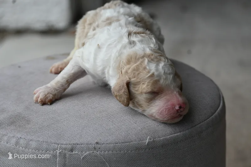 Red and white parti male – Poodle - Standard  puppy for sale in George West, TX