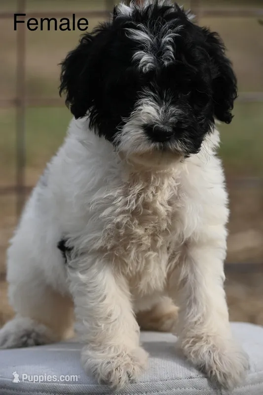 Daisy – Aussiedoodle, Miniature Aussiedoodle puppy for sale in George West, TX