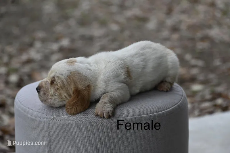 Red – Basset Hound puppy for sale in George West, TX