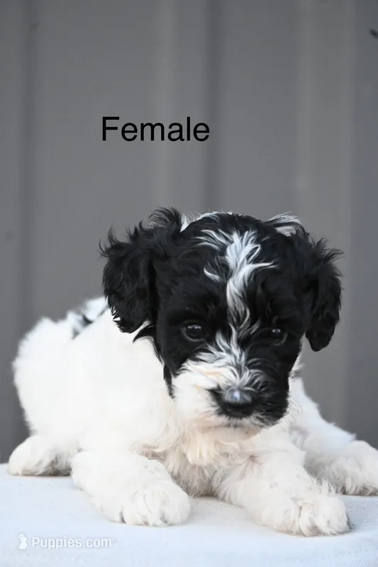 Daisy – Aussiedoodle, Miniature Aussiedoodle puppy for sale in George West, TX