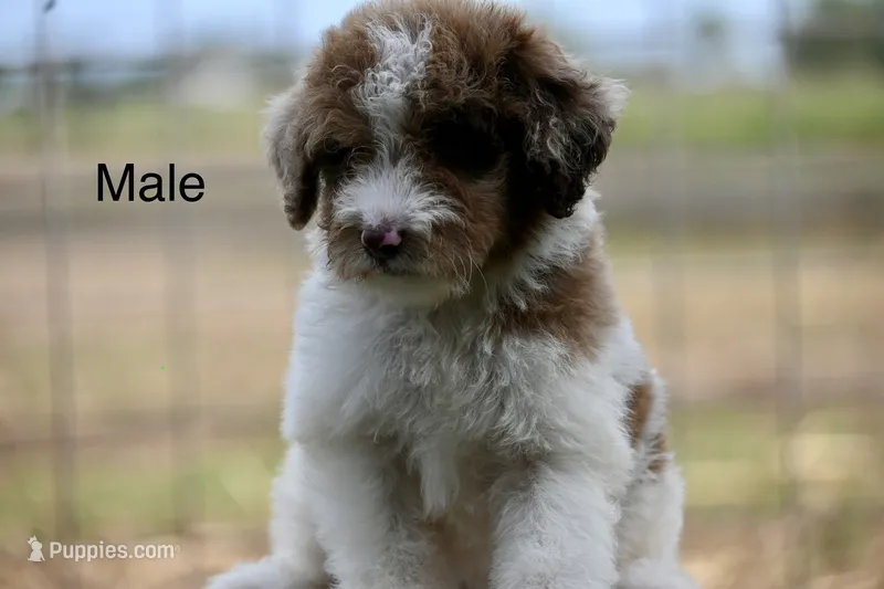 Cash – Aussiedoodle, Miniature Aussiedoodle puppy for sale in George West, TX