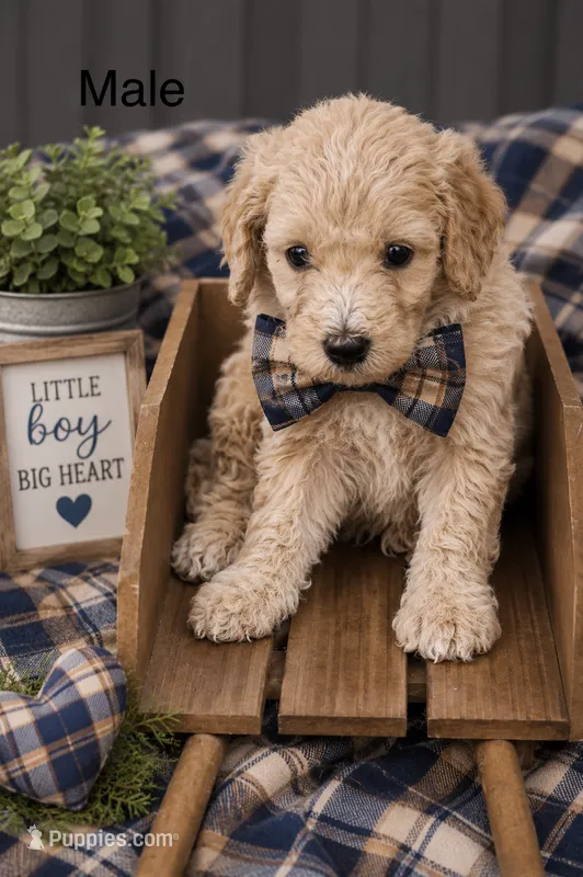 F1b male 2  – Goldendoodle puppy for sale in George West, TX