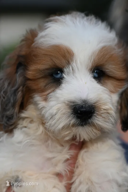 Walon – Aussiedoodle, Miniature Aussiedoodle puppy for sale in George West, TX