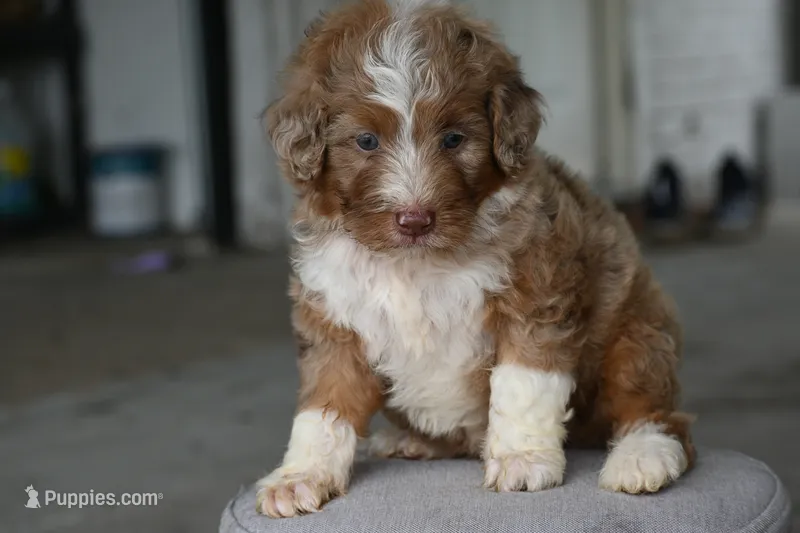 Merle male – Poodle, Aussiedoodle puppy for sale in George West, TX