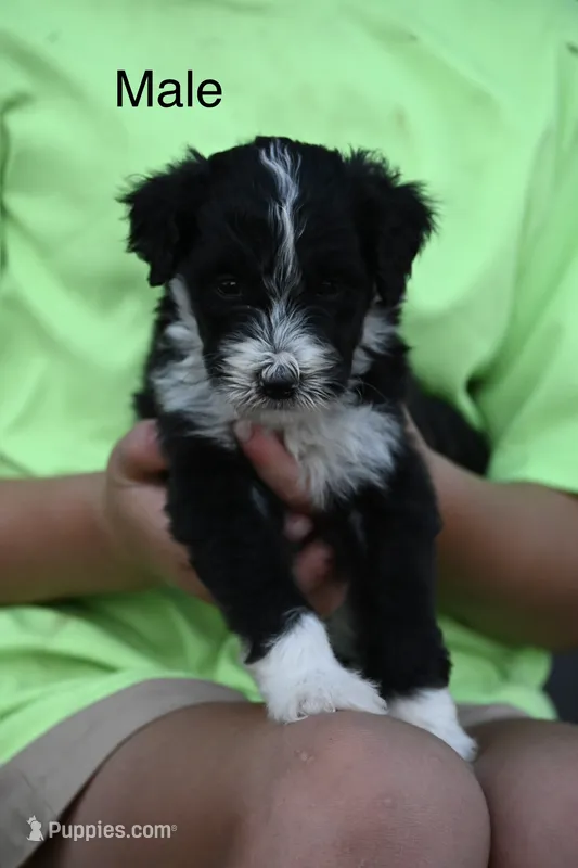 Boone – Aussiedoodle, Miniature Aussiedoodle puppy for sale in George West, TX