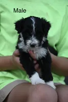 Boone, a male Aussiedoodle and Miniature Aussiedoodle for sale in George West, TX – 1 of 1